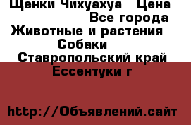 Щенки Чихуахуа › Цена ­ 12000-15000 - Все города Животные и растения » Собаки   . Ставропольский край,Ессентуки г.